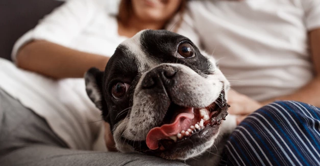 Переезд с животным